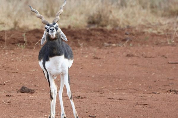 深入了解 Sculptra 童顏針：步驟式教學指南