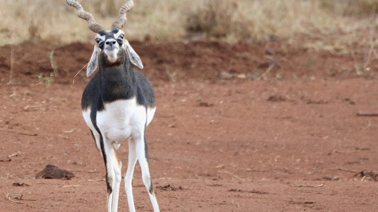 深入了解 Sculptra 童顏針：步驟式教學指南